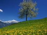 Dandelion flowers in Austrian Alps