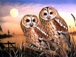 Couple of Owls