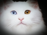 White pretty cat