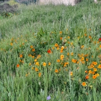 Wild flowers in the grass