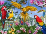 Parrots Jungle