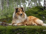 Rough Collie