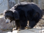 Sloth Bear