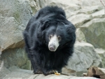 Sloth Bear