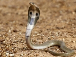 Indian Cobra