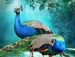 Peacocks