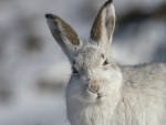 Mountain Hare