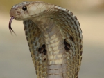 Indian Cobra