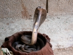 Indian Cobra