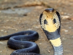 Sri Lankan Indian Cobra