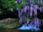 Wisteria at Waterfall