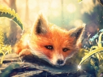 Fox in the spring morning dew