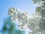 white lilac