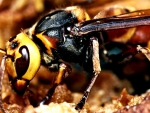 Asian Giant Hornet