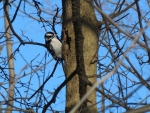 Female Downy Woodpecker