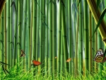 Bamboo forest