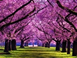 Alley of Cherry trees