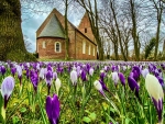 Crocuses in Spring, Germany