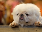 Pekingese