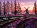 Flower Fields in Netherlands