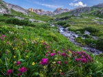 Wildflowers in Colorado