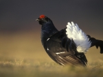 Black Grouse