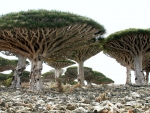 Socotra Island - The Most Alien-Looking Place on Earth