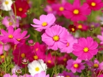 Beautiful cosmos flower