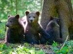 Grizzly Bear Cubs
