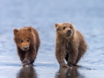 Grizzly Bear Cubs
