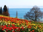 Spring at Mainau Island, Lake Bodensee