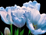 azure tulips