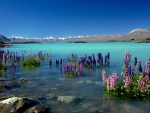 lake flowers