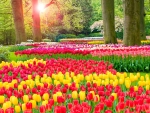 Keukenhof garden