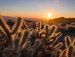 The cacti glow in a Southern California desert sunrise