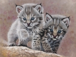 Bobcat Babies