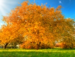 Autumn Tree