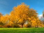 Autumn Tree