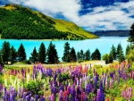Beautiful Lake Tekapo