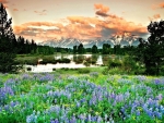 Blue Flowers in Spring, Grand Tetons