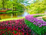Spring in Keukenhof, Netherlands