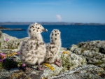 Seagull Chicks
