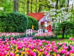 Keukenhof, Netherlands