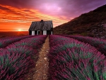Lavender Sunset