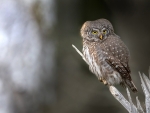 Eurasian Pygmy Owl
