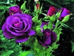 purple roses