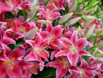 Asian Lilies