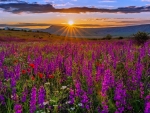 Sunset meadow