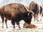 New Baby Bison