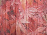 Red Maple on Barn Wall
